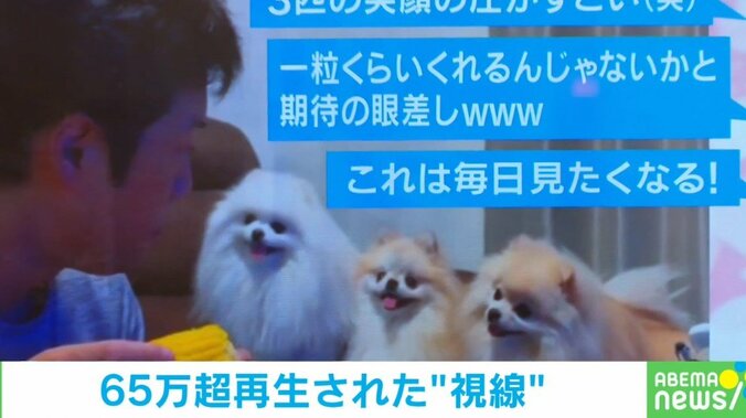 3匹が一列に並び熱視線!? “まさかの理由で”飼い主を見つめ続けるポメラニアン姉妹に「笑顔の圧がすごい」「可愛すぎるんだけどー!!」と反響 1枚目