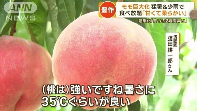 モモは「35℃ぐらいが良い」