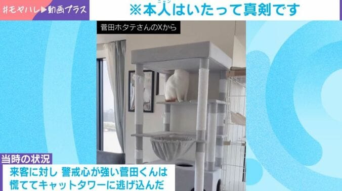 猫の菅田くん