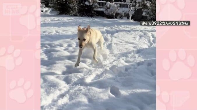 庭遊びたのしい！