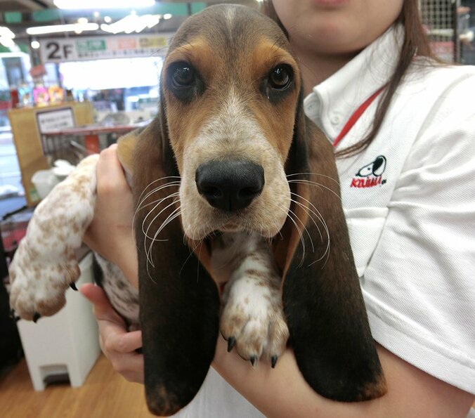 犬好き必見の映画が公開中　かわいらしい瞳と耳のバセット・ハウンドとは？ 1枚目