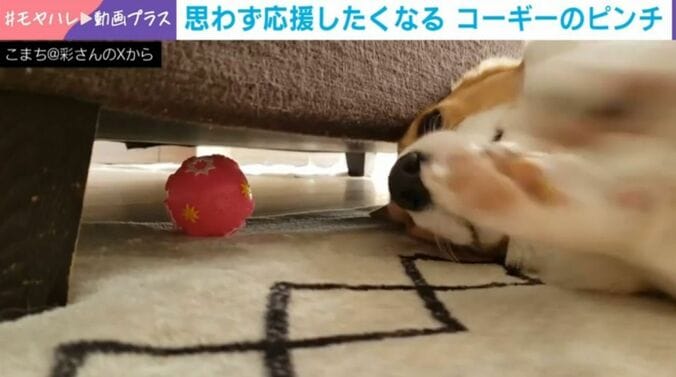 コーギーのこまちちゃん（6歳）