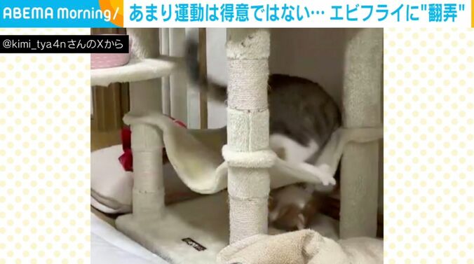 猫のきみちゃん