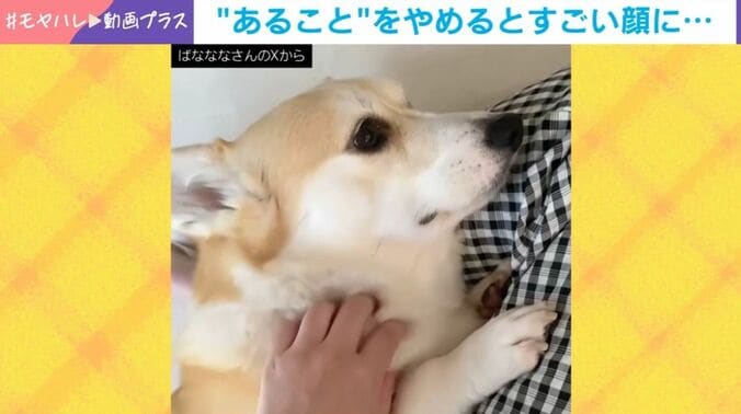 あんずちゃん