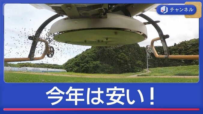 日本一早い新米が収穫！今年のコメ　古米より安い？ 1枚目