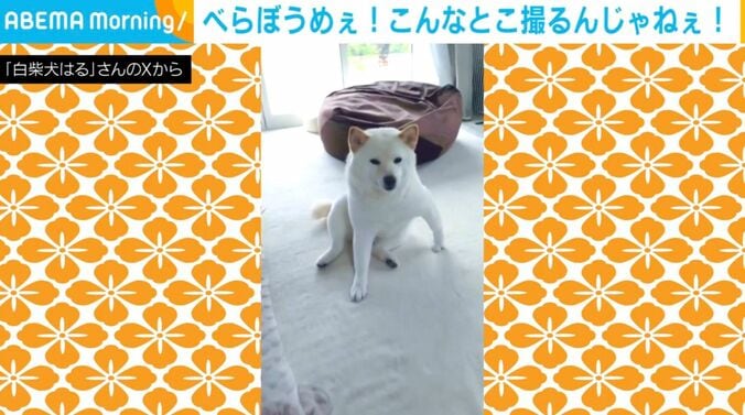 白柴犬のはるちゃん