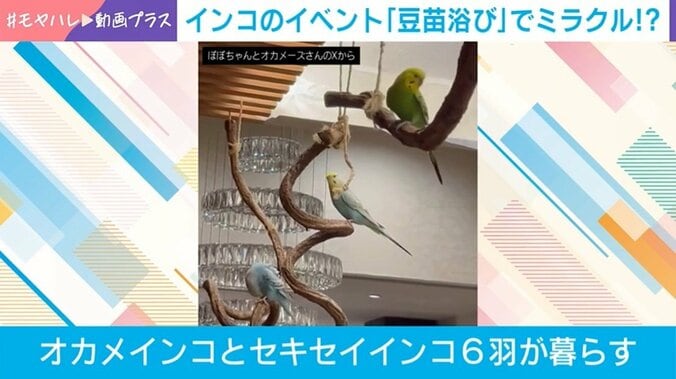 インコの「豆苗浴び」