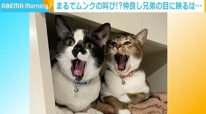 「最高の表情」「シンクロしすぎ笑」 兄弟猫の“完全に一致”ショットが話題 1枚目