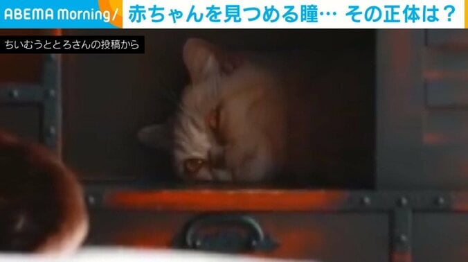 じ〜っと赤ちゃんを見つめる2つの瞳･･･！弟が泣かないか見守る猫に「癒しの極み」「こっそり見守り隊」と反響続々 1枚目