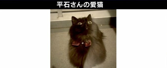 SNS最強コンテンツ“猫”「安易な気持ちで飼わないで」ご飯やトイレ、病院代…人気の裏に“飼育放棄”の現実も 5枚目