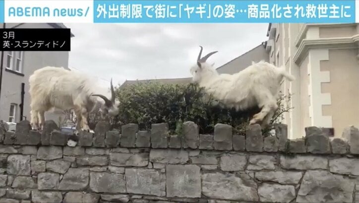「日本の人も買ってくれましたよ｣ 外出制限中の田舎町で急増したヤギのTシャツが大人気に