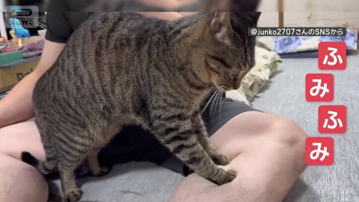 飼い主さんのふくらはぎをふみふみ