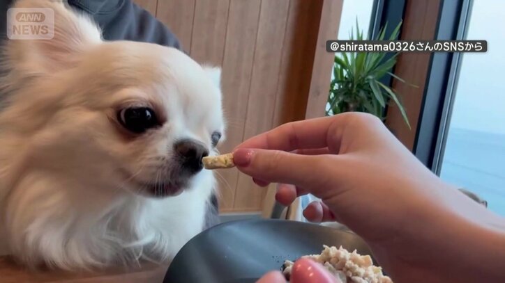 おやつを食べる