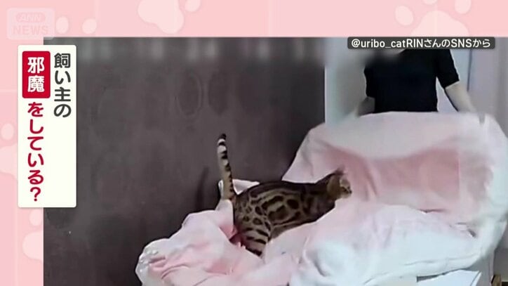 飼い主の邪魔してる？