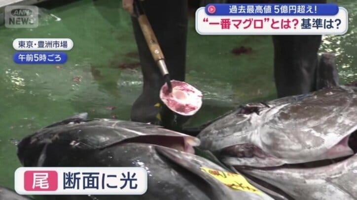マグロを見定める関係者ら