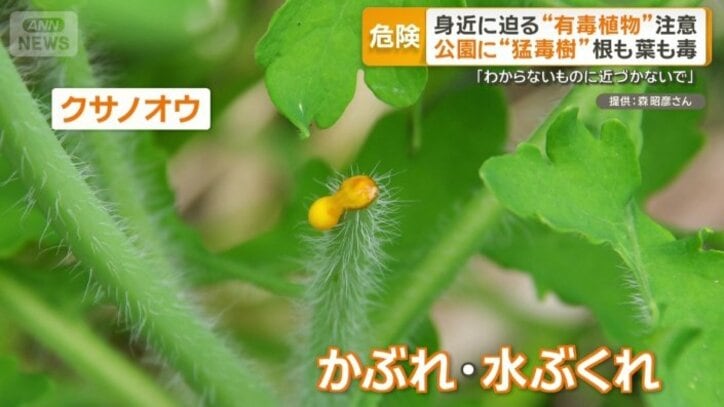 クサノオウを折った箇所から出る黄色い汁