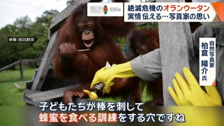 蜂蜜を食べる訓練