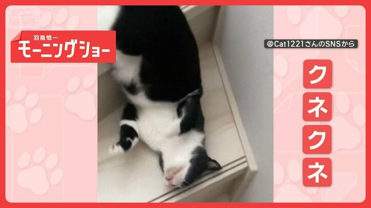 「滑り降りるニャン」 頭ゴロゴロ クネクネさせて階段下りるネコちゃん ニャぜ?