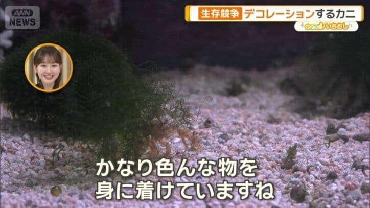 モクズショイ