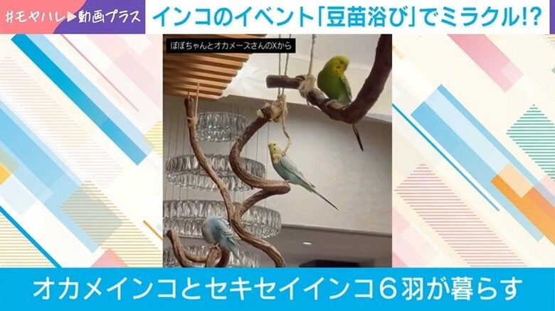 ミラクル!? 「豆苗浴び」をするインコたちの姿に飼い主思わず「100羽乗っても大丈夫」!?