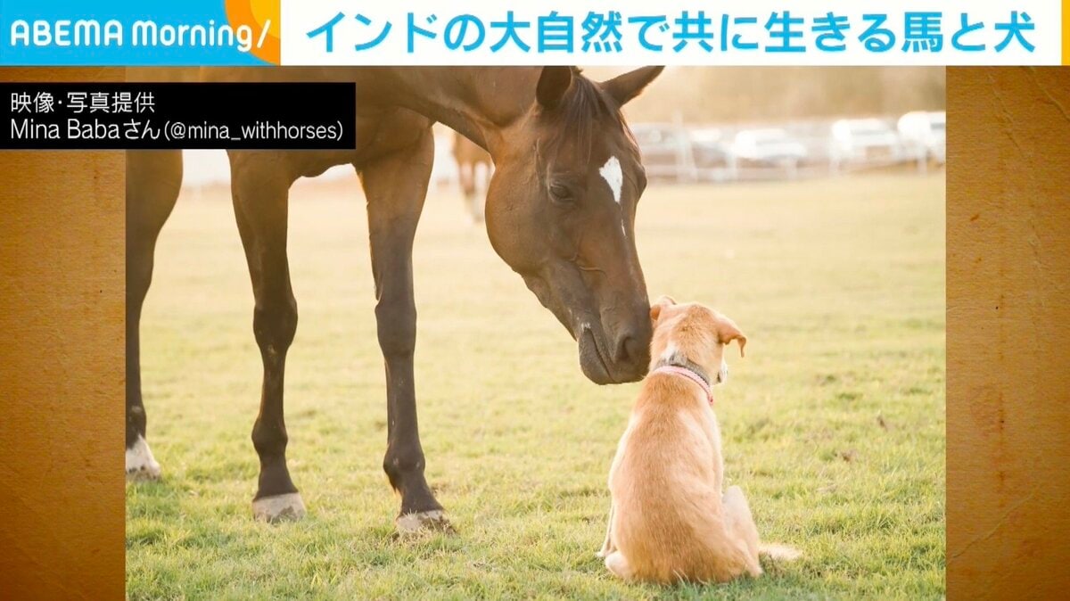 犬好き馬好き そこにいるのが当たり前」インドの大自然で暮らす馬と犬が、SNSで話題