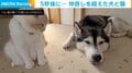 犬を見つめる猫 あわや一触即発かと思いきや… “5秒後”の可愛すぎる行動に「ラブラブ」「まさにツンデレ!?」と反響続々