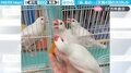 文鳥4羽が“みかん”をめぐって大喧嘩する様子に「仲良くしてーーーーー！」「みかんを食べて？」と反響