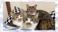 【映像】3匹の仲良し猫→4匹のギュウギュウ詰めになる様子