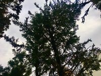 アグネス・チャン『騒音が凄い！』