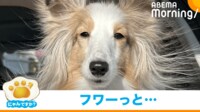 【映像】“神々しい”犬の姿(全身ショット)