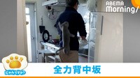 直角の“背中”を駆け上がる猫
