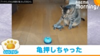 【映像】ベルと“相棒”を勘違いして押す猫の姿