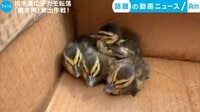 カメラが捉えた!話題の動画ニュース【月~金 更新】 - - 排水溝に子ガモ転落 「鳴き声」救出作戦! (4日配信) | 動画視聴は【Abemaビデオ(AbemaTV)】