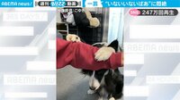 【映像】愛嬌たっぷりワンコの“いないいないばあ”