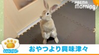 【映像】ニンジンのおもちゃで遊ぶウサギ(おやつに気がついて飛びかかる姿も)