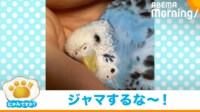【映像】怒ったインコがカメラに攻撃する瞬間