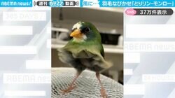 「とりリン・モンロー！？」羽毛をなびかせる小鳥の様子に「ドレスがはためいている」「思ったより足長！」と反響
