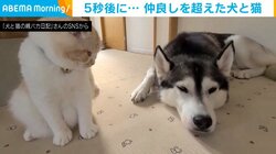 犬を見つめる猫 あわや一触即発かと思いきや… “5秒後”の可愛すぎる行動に「ラブラブ」「まさにツンデレ!?」と反響続々