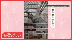 もっと！もっと～！！　カキカキを何度もおねだり　日本語ペラペラなヨウムさん