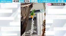 「クチバシ鍛えてる？」ハンガー落とし遊びをするインコの“意外な結末”に「あぶねーまた怒られるとこやったわ…」「偉い！」と驚きの声