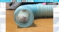 「台風に負けない高速イタチ」狭いパイプの中で高速回転するフェレットに「洗濯物みたい！」「台風の代わりに直撃してほしいw」と反響