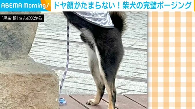 柴犬の銀くん