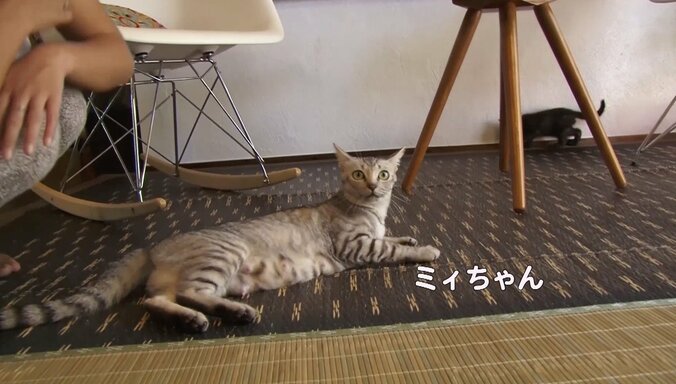 天使さんかな？  沖縄の島々で美猫に遭遇ニャン！「美ら猫」シリーズ連続放送 13枚目