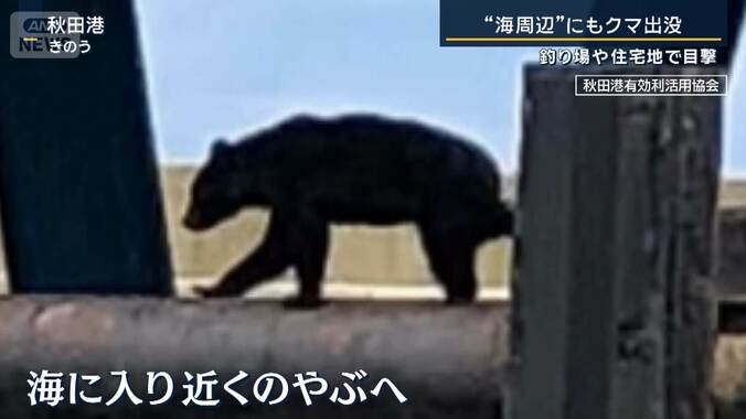 専門家「川のまわりが隠れ場に」住宅地や釣り場で目撃…“海周辺”にもクマ出没 1枚目