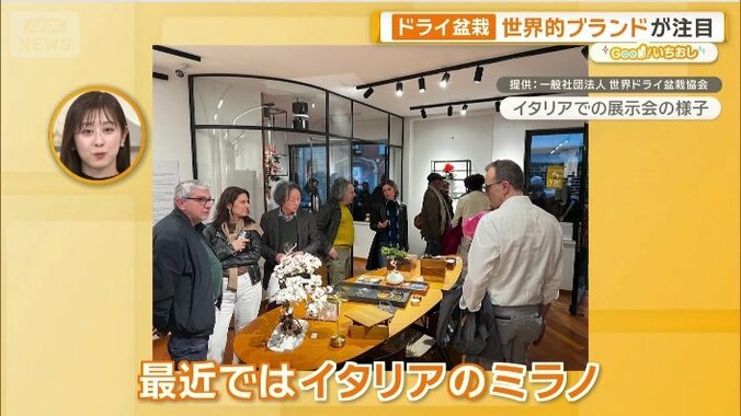 ハイブランドからも注目