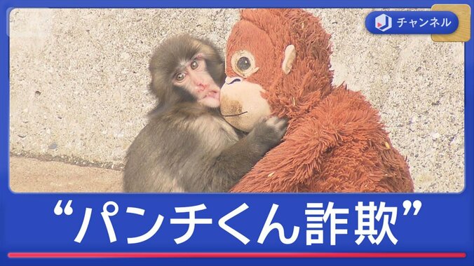 園長怒り「完全に偽物」人気につけこみ“パンチくん詐欺”飼育員かたり寄付金募る 1枚目