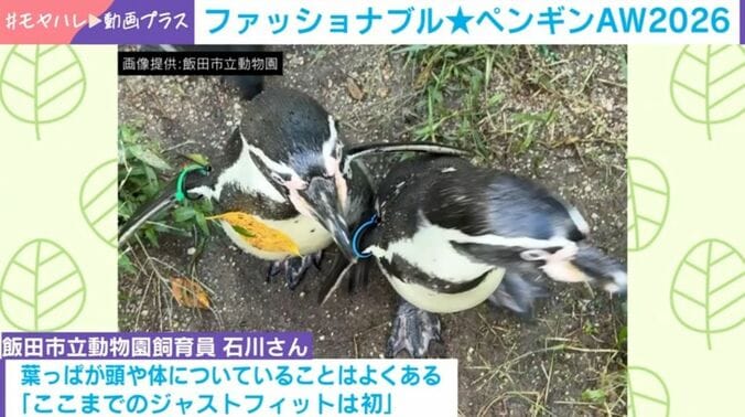 フンボルトペンギン・葉くん