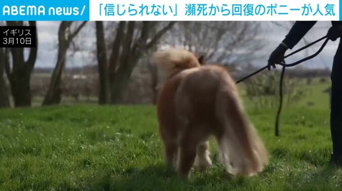 ピクルの後ろ姿