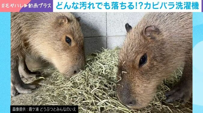 2匹のカピバラ