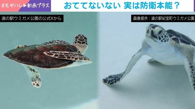 子どもウミガメ